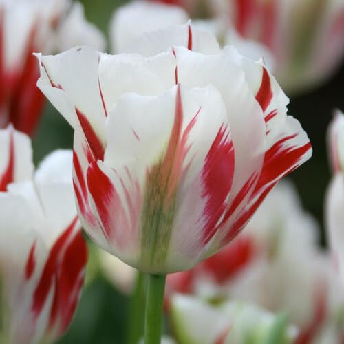 red white tulip flower