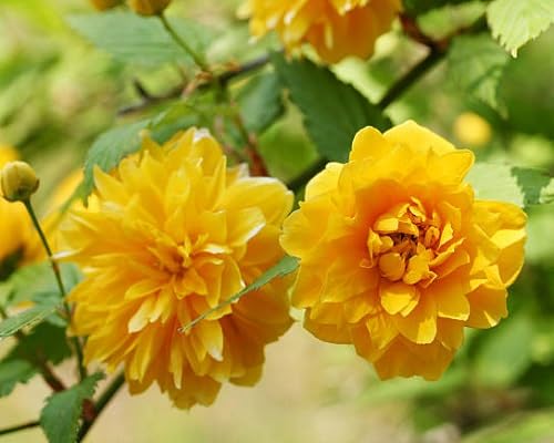 Yellow Kerria Japonica Flower Seeds