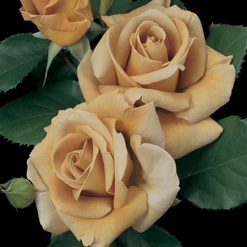 Rose Flower Seeds