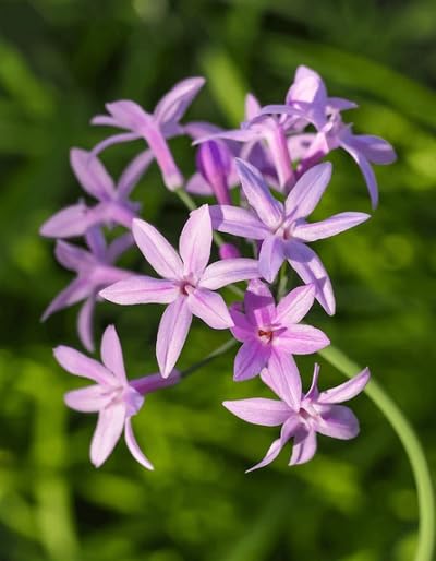 Pink Tulbaghia Flower Seeds