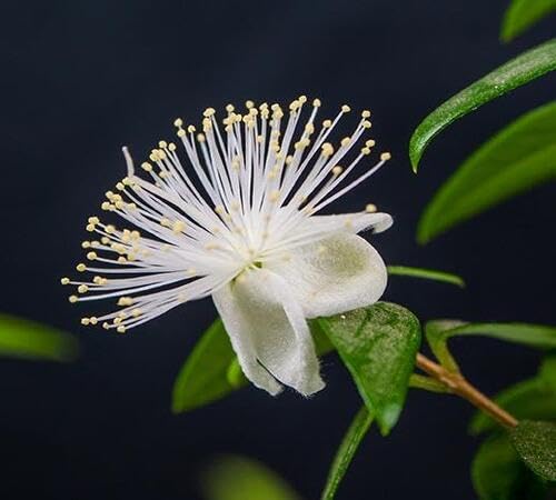 Myrtle Flower Seeds