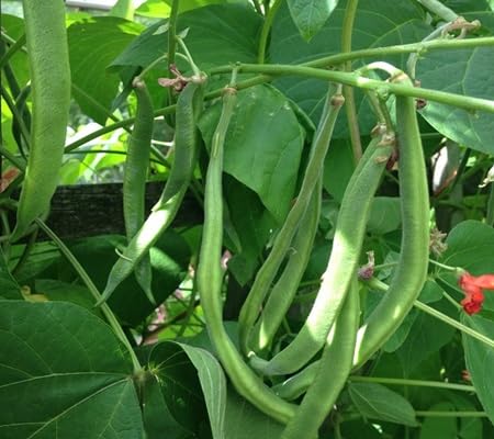 Bean Vegteable Seeds vegetable seeds - Heirloom, Organic, Non Gmo Garden Seeds for kitchen garden planting