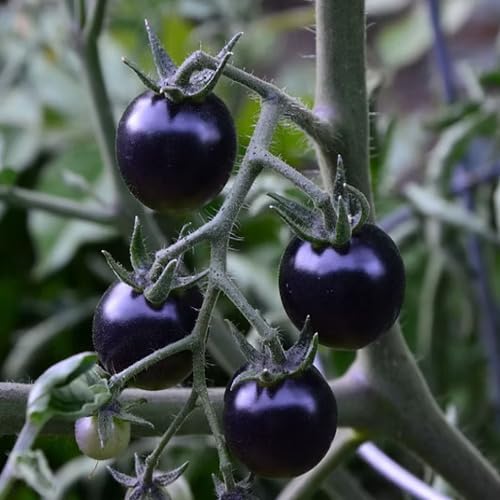 Black Tomato vegetable seeds for Home Gardening, Fast Growing Home Garden Variety Premium for kitchen garden planting