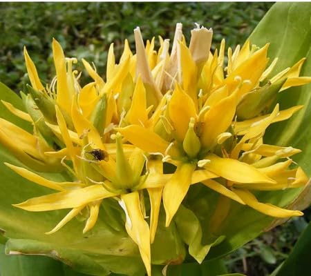 Gentian Flower Seeds