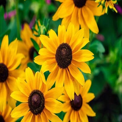 Yellow Rudbeckia Triloba Flower Seeds
