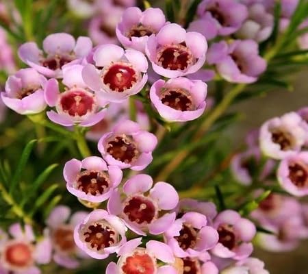 pink geraldton wax flower