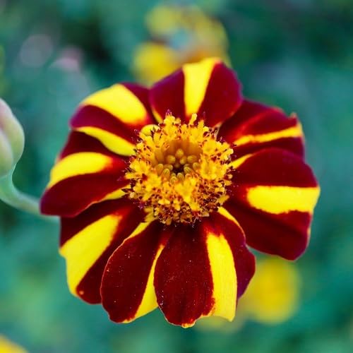 Yellow Maroon Hemerocallis Flower Seeds