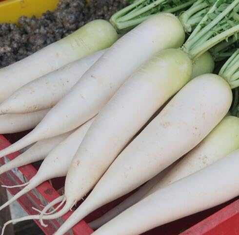 White Carrot vegetable seeds vegetable seeds for Home Gardening, Healthy Culinary Garden Variety for kitchen garden planting