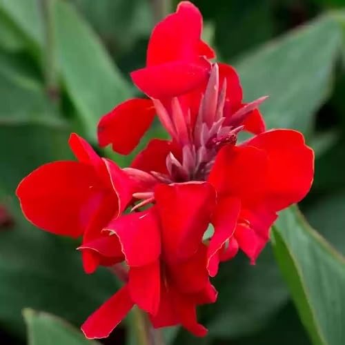 Red Elwyn Canna Flower Seeds