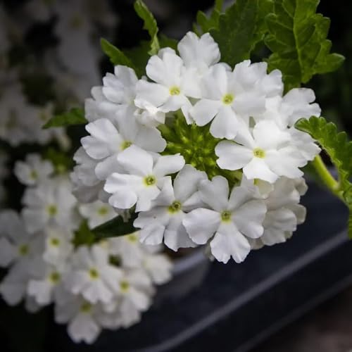 White Verbena Flower Seeds