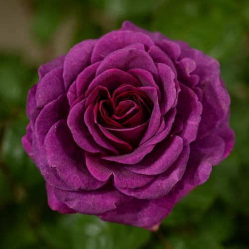 Purple Rose Flower Seeds