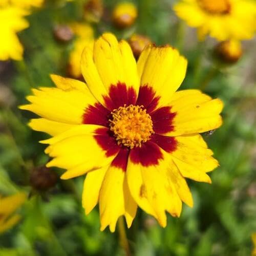 Red Coreopsis Flower Seeds