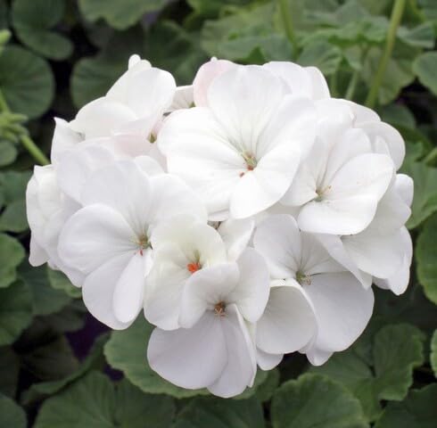 white geranium flower seeeds