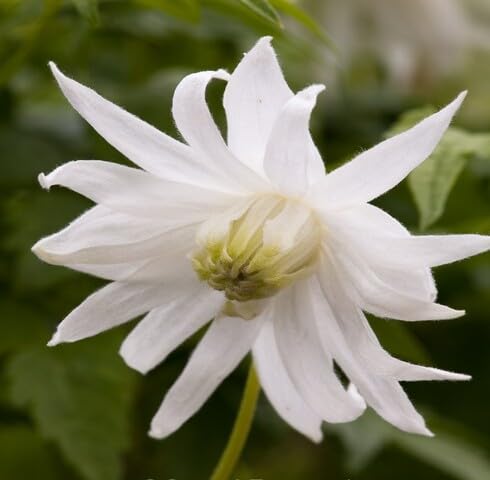 white michauxia tchihatchewii flower