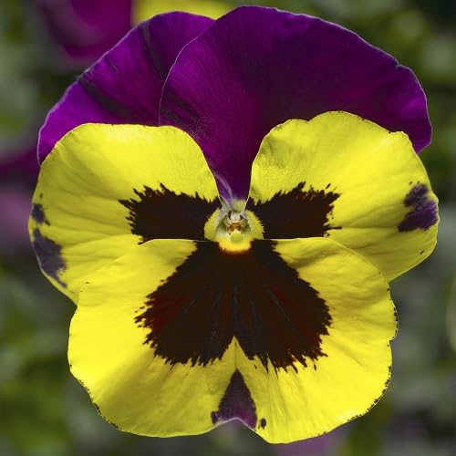 Yellow Purple Pansy Flower Seeds