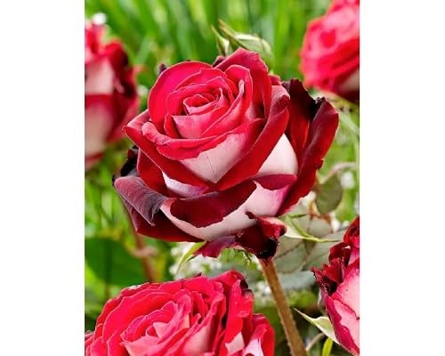 Red Osiria Rose Flower Seeds