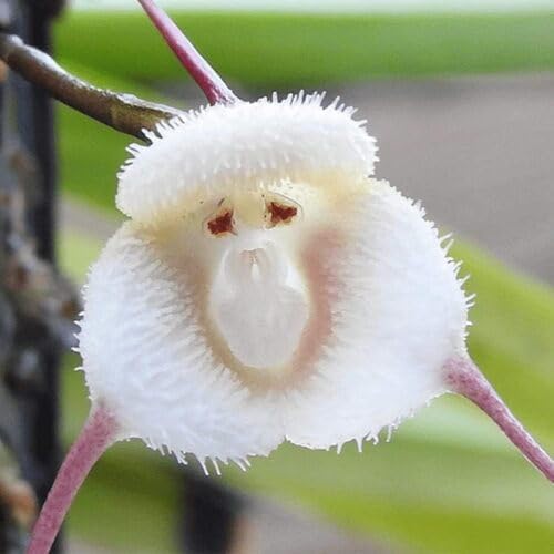 white monkey orchid flower