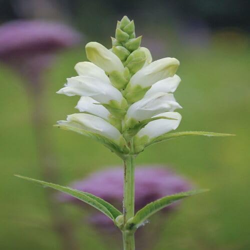 White Turtlehead Flower Seeds