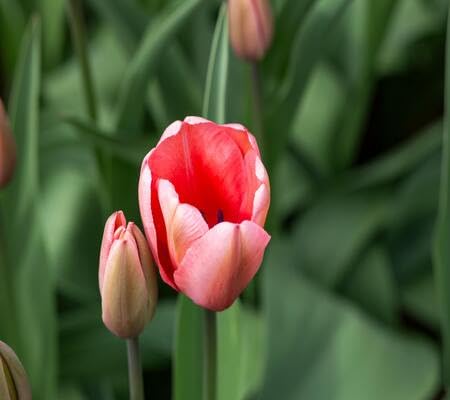 orange tulip flower seeds