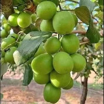 Jujube Apple Grafted Fruit Grow Fruitful And Tree Heirloom Fruit Seeds