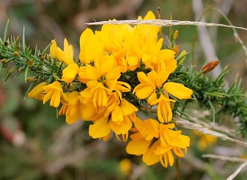 Yellow Gorse Flower Seeds