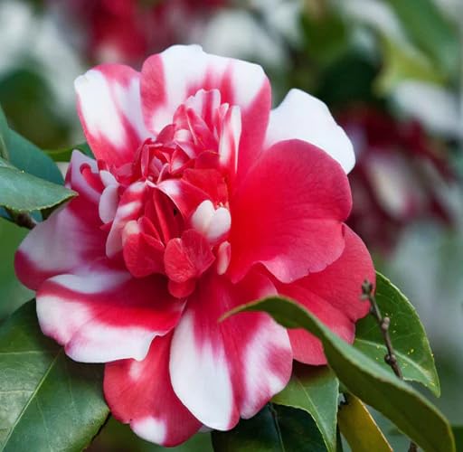 Red White Camellia Flower Seeds