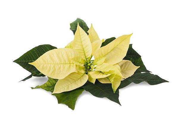 Yellow Poinsettia Flower Seeds
