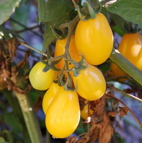 Yellow Plum Tomato vegetable seeds - Heirloom, Organic, Non Gmo Garden Seeds for kitchen garden planting