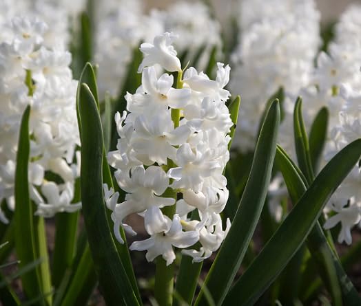 white hyacinth flower seeds