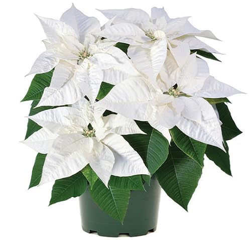 White Poinsettia Flower Seeds
