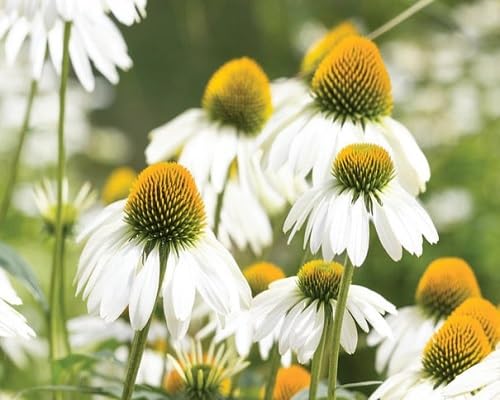 White Coneflower Flower Seeds