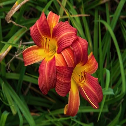 Red Hemerocallis Flower Seeds
