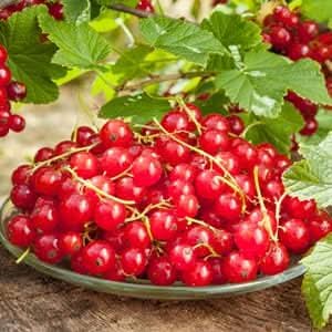 Currant Fruit Harvesting Tiny Sweet Berries Gmo Free Seedss Fruit Seeds