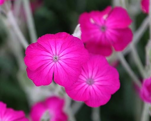 pink lychnis coronaria flower