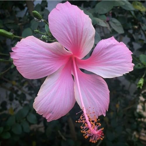 Pink PC Hibiscus Flower Seeds