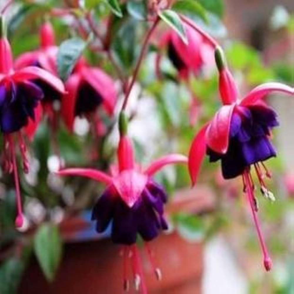 fuchsia begonia spp ideal hanging baskets flower