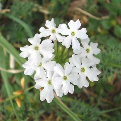 White Verbena Flower Seeds