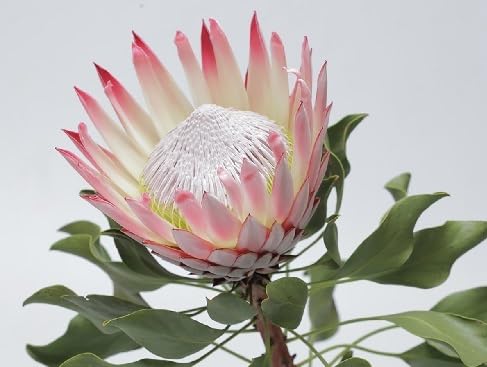 protea flower seeds flower