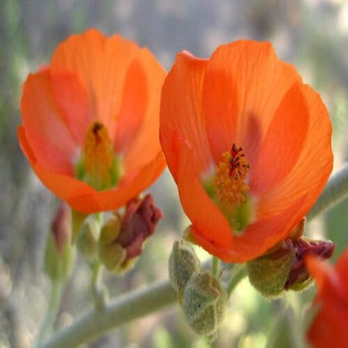 Orange Sphaeralcea Flower Seeds