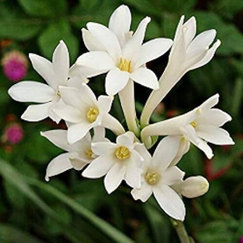 polianthes Flower Seeds