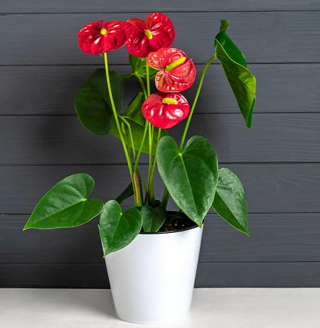 red anthurium flower seeds
