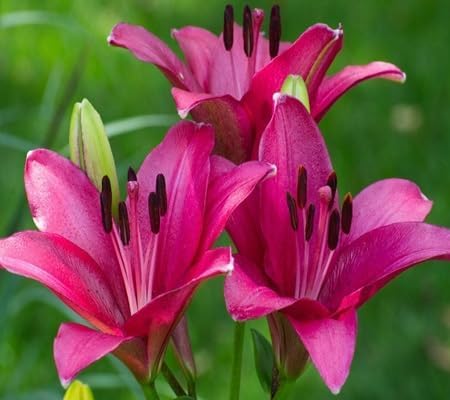LILY Flower Seeds