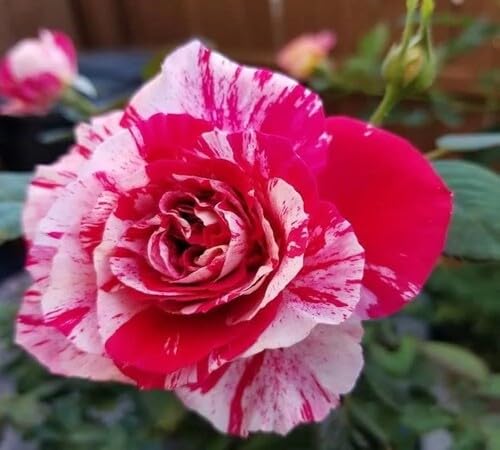 Pink Dark Rose Flower Seeds