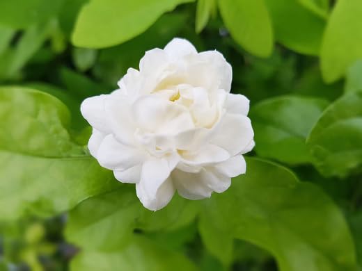 White Jasmine Flower Seeds
