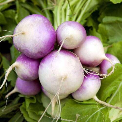Turnip vegetable seeds for Home Gardening, Easy Grow Culinary Garden Selection Premium for kitchen garden planting