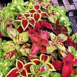 Mixed Coleus Flower Seeds