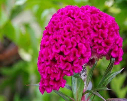 pink cockscomb flower seeds.