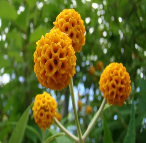 Orange Buddleja Globosa Flower Seeds