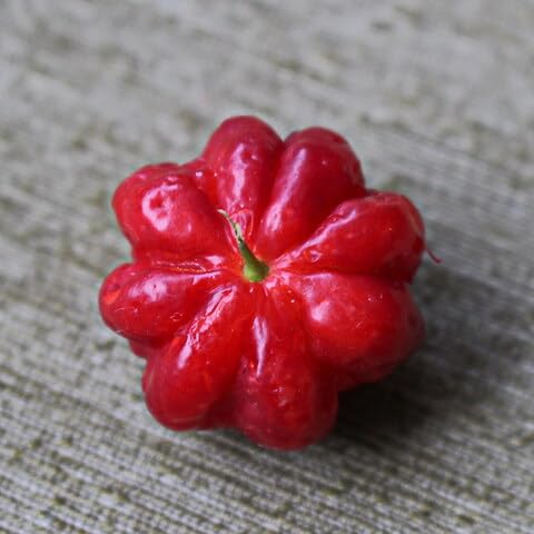Red Grosella Fruit Seeds