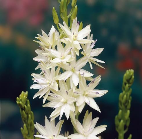 White Camassia Leichtlinii Flower Seeds
